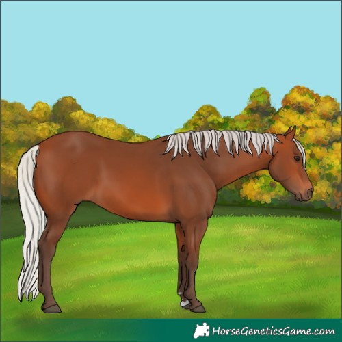 Horse Color:Silver Bay
