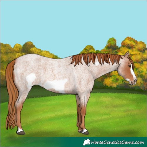 Horse Color:Red Roan Frame 