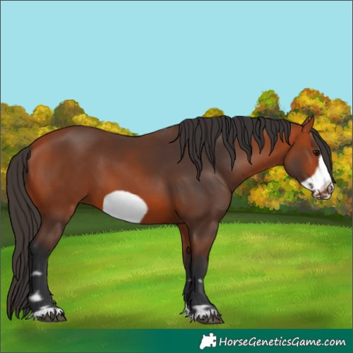 Horse Color:Bay Frame 
