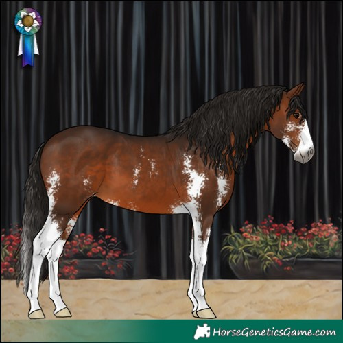 Horse Color:Gray Bay Sabino Varnish