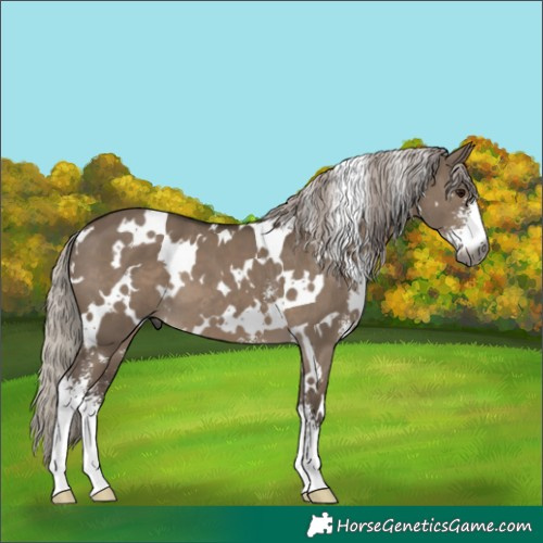 Horse Color:Gray White Spotted Silver Grullo Sabino
