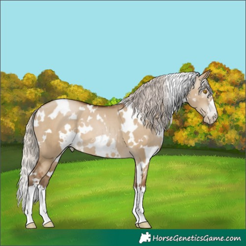 Horse Color:Gray White Spotted Silver Grullo Pearl