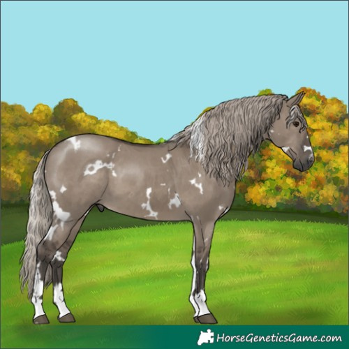 Horse Color:Gray White Spotted Silver Grullo 