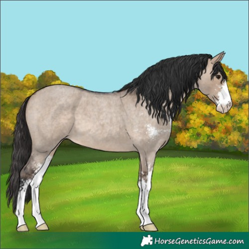 Horse Color:Brown Roan Dun Sabino