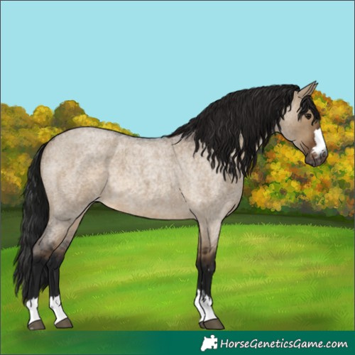 Horse Color:Gray Brown Roan Dun Varnish 