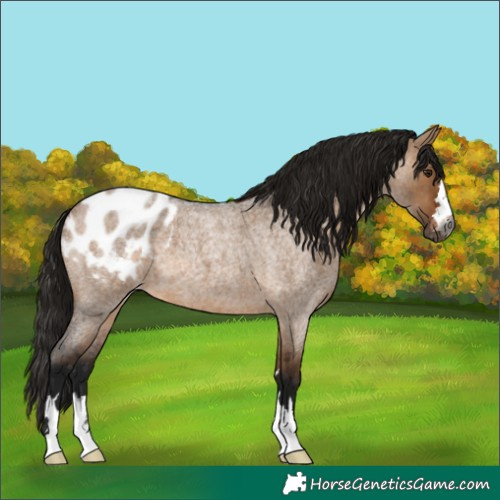 Horse Color:Gray Bay Roan Dun Blanket