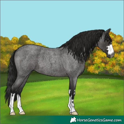 Horse Color:Gray Blue Roan