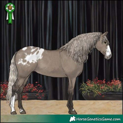 Horse Color:Gray Silver Grullo Sabino Blanket