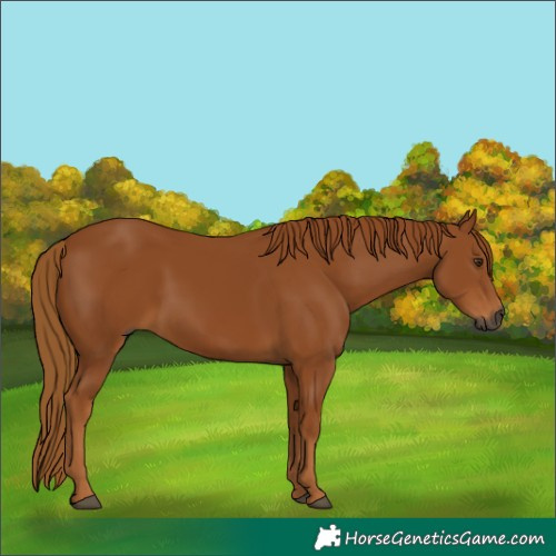Horse Color:Gray Chestnut