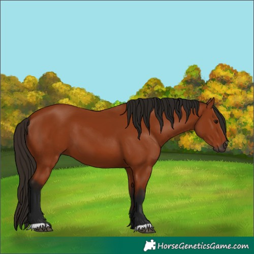 Horse Color:Gray Bay 