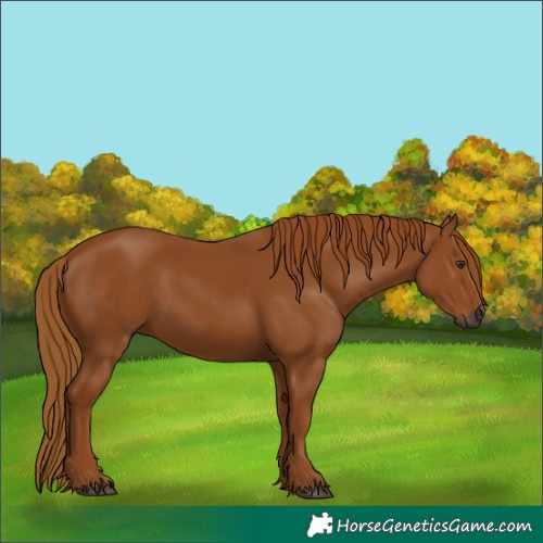 Horse Color:Gray Chestnut 