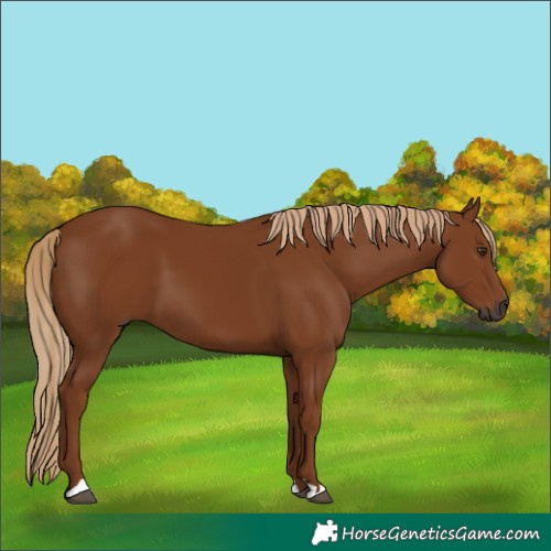 Horse Color:Gray Chestnut
