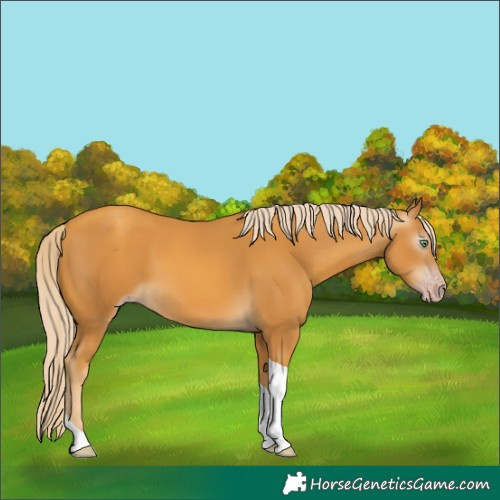 Horse Color:Gray Gold Cream Champagne Tobiano