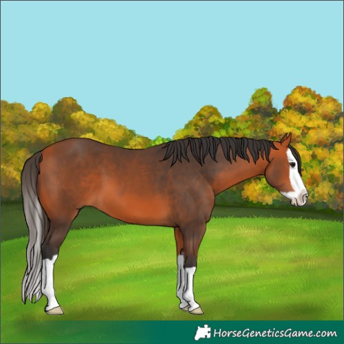Horse Color:Bay Splash