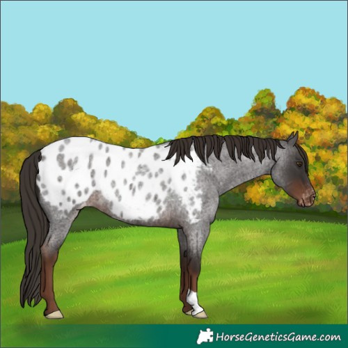 Horse Color:Liver Red Roan Blanket
