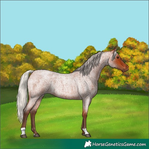 Horse Color:Silver Bay Roan 