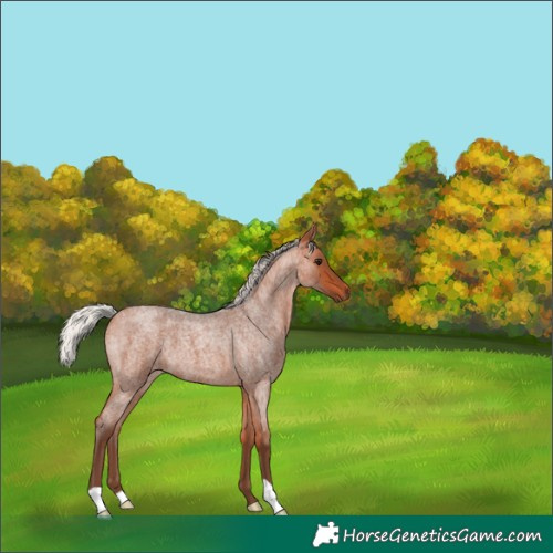 Horse Color:Silver Bay Roan 