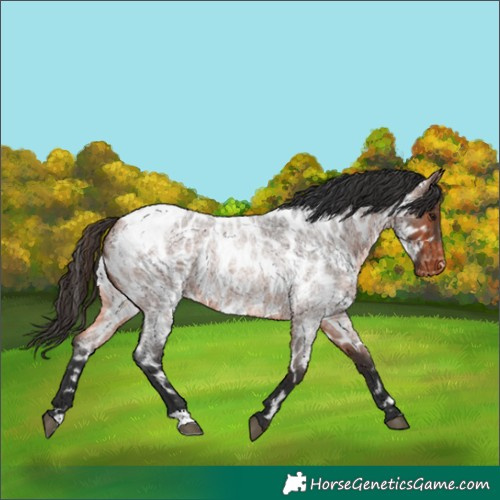 Horse Color:Bay Roan Near Leopard 