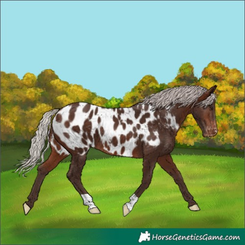 Horse Color:Silver Brown Near Leopard 
