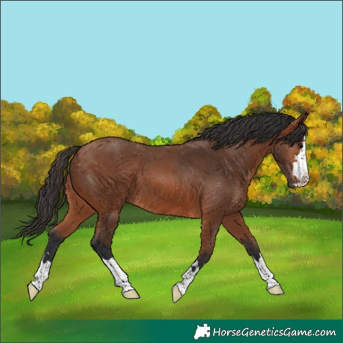 Horse Color:Bay 