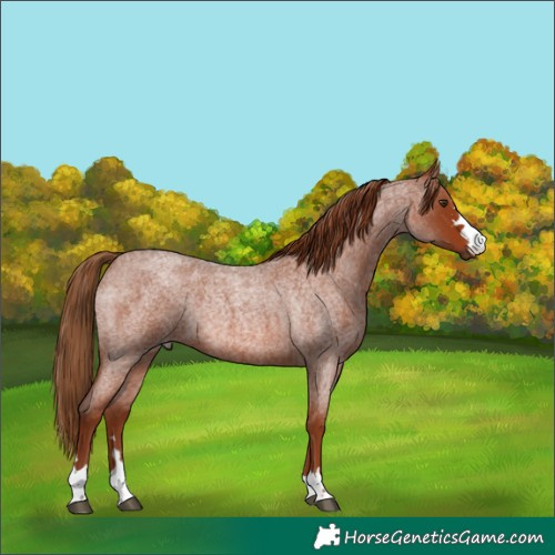 Horse Color:Red Roan Rabicano