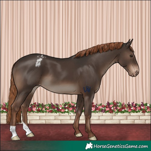 Horse Color:Liver Chestnut Varnish 