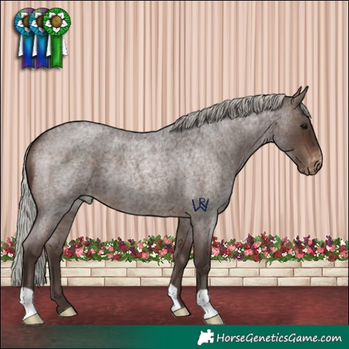 Horse Color:Silver Brown Roan Varnish