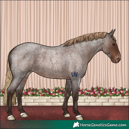 Horse Color:Liver Red Roan Varnish