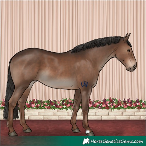 Horse Color:Liver Chestnut 