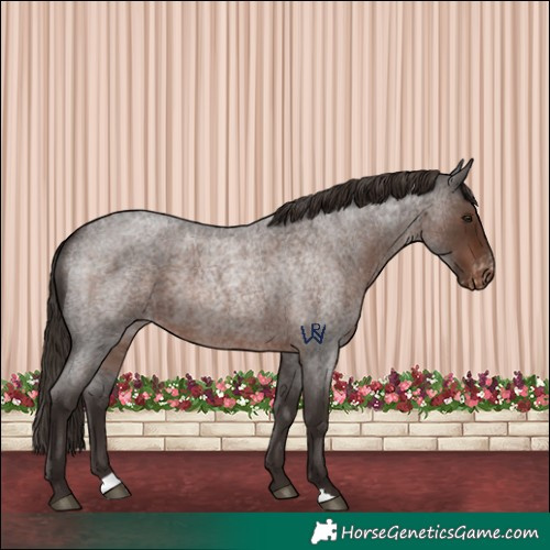 Horse Color:Liver Red Roan Varnish 