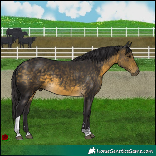 Horse Color:Buckskin Tobiano 