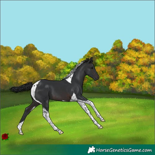Horse Color:Brown Tobiano 