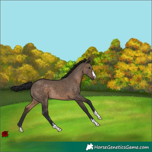 Horse Color:Brown Dun