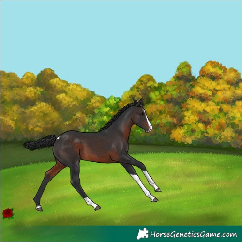 Horse Color:Brown Splash Tobiano 