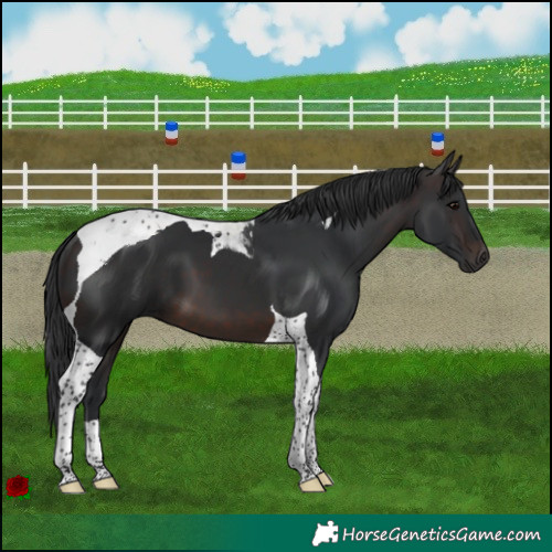 Horse Color:Brown Tobiano 