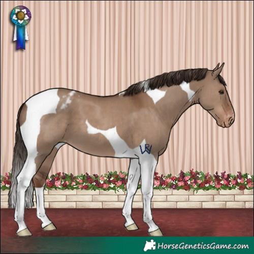 Horse Color:Liver Red Dun Tobiano Varnish 