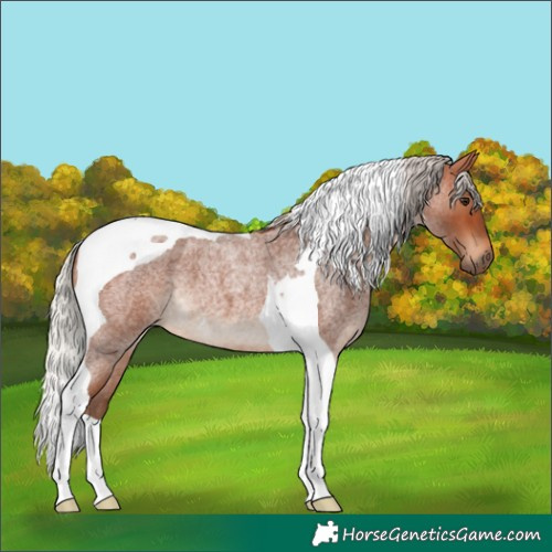 Horse Color:Silver Bay Roan Tobiano 