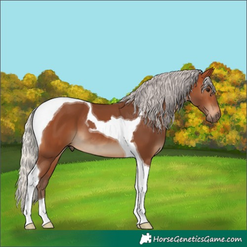 Horse Color:Silver Bay Tobiano 