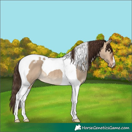 Horse Color:Bay Dun Tobiano Varnish