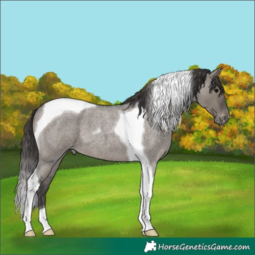 Horse Color:Grullo Roan Tobiano Varnish