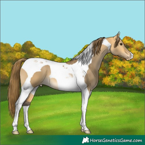 Horse Color:Buckskin Dun Tobiano Varnish