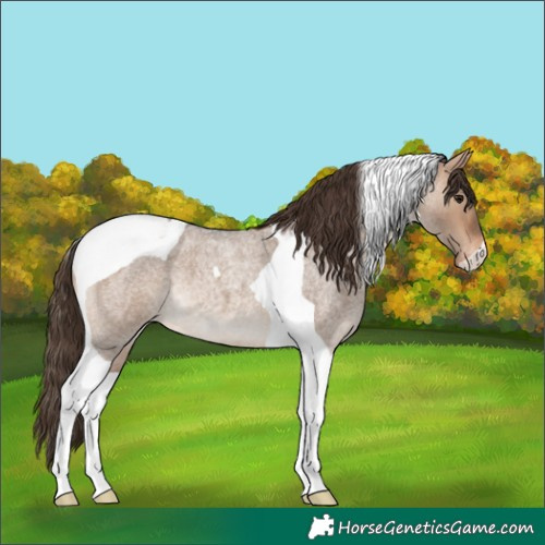 Horse Color:Bay Roan Dun Tobiano Varnish