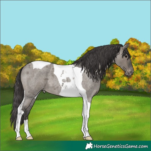 Horse Color:Grullo Roan Tobiano Varnish