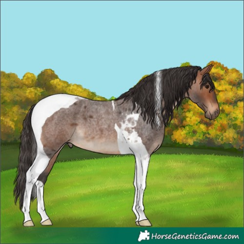 Horse Color:Bay Roan Tobiano