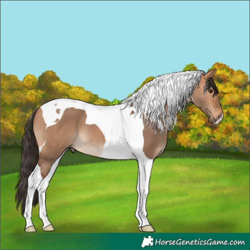 Horse Color:Bay Dun Tobiano 