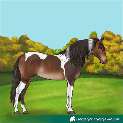 Horse Color:Bay Tobiano