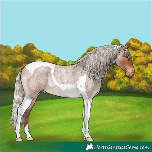Horse Color:Silver Bay Roan Tobiano Varnish