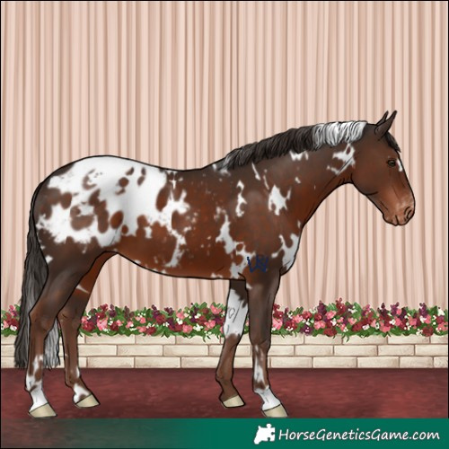 Horse Color:White Spotted Liver Chestnut Blanket