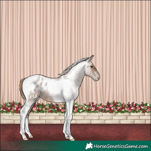 Horse Color:Liver Red Dun Roan Tobiano Appaloosa 