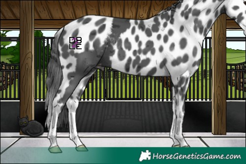 Horse Color:Black Merle Splash Skewed LP Spotted 
